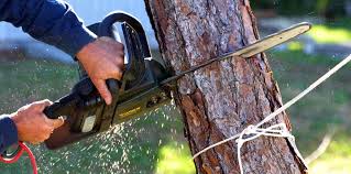 Best Tree Risk Assessment  in USA